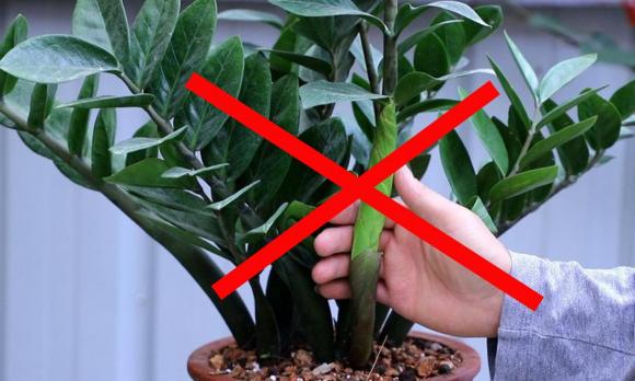 kim tiền, trồng cây kim tiền, trồng cây, kiến thức 
