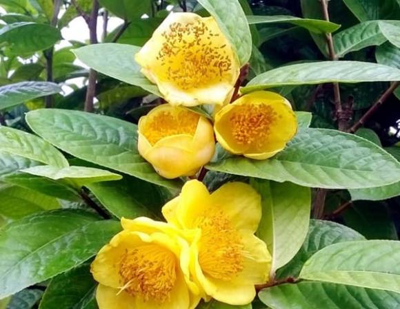 Cây trà hoa vàng, mẹo trồng cây trà hoa vàng, tác dụng của cây trà hoa vàng