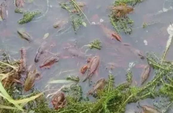 tôm càng, tôm càng xanh, món ngon mỗi ngày