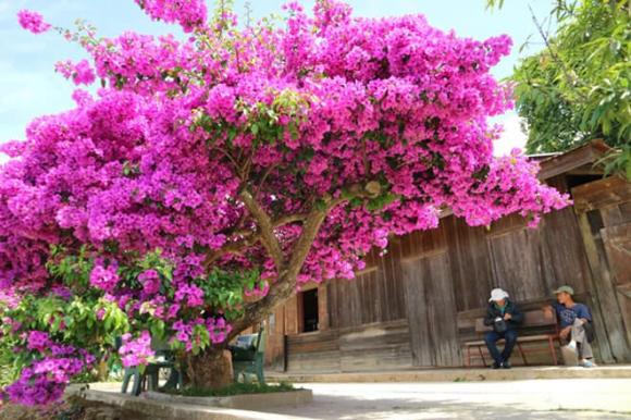 View - Hoa giấy trồng mãi chỉ thấy lá, dùng ngay chiêu này hoa nở liên tục, rực rỡ quanh năm