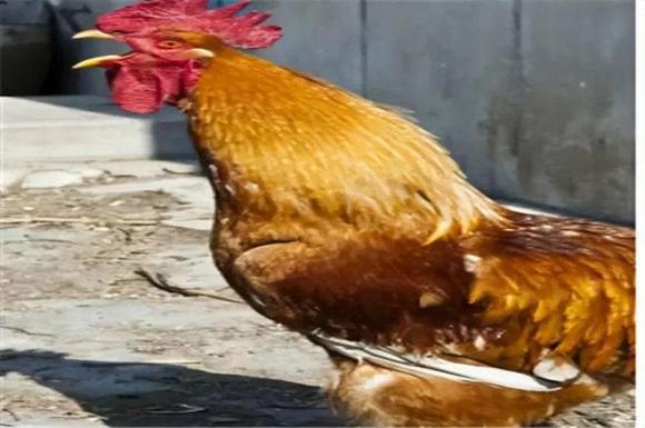 gà gáy, gà trống, báo thức