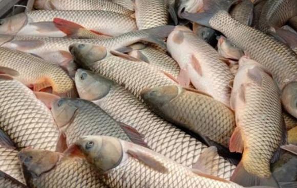 Cá, mẹo bảo quản cá, cách cấp đông cá trong tủ lạnh, món ngon từ cá