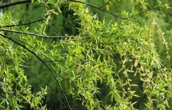 mộ, trồng cây gì bên mộ, cây liễu, cây tùng, nấm linh chi