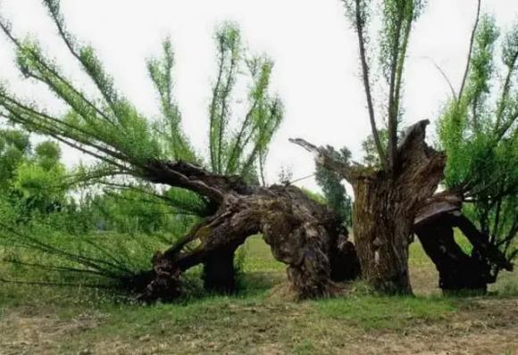 mộ, trồng cây gì bên mộ, cây liễu, cây tùng, nấm linh chi