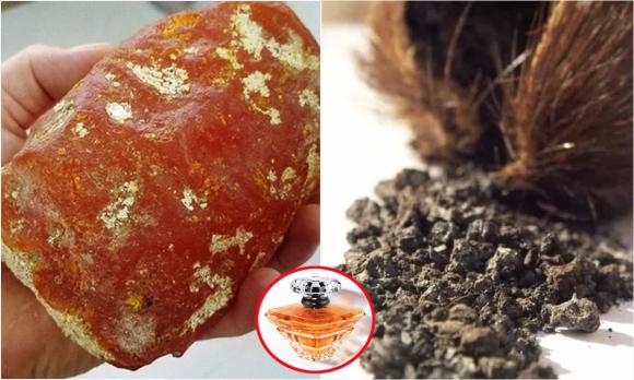 Nấm tan hoàng, nấm cây dâu tằm, kiến thức