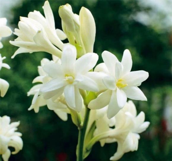 Nước hoa, nguyên liệu sản xuất nước hoa, cách sản xuất nước hoa