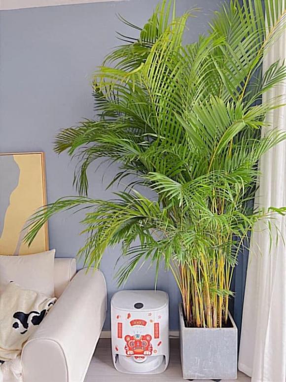 View - 5 cây xanh thích hợp đặt trong phòng khách không chỉ mang ý nghĩa tốt, hình dáng cây đẹp mà còn tạo không khí trong sạch
