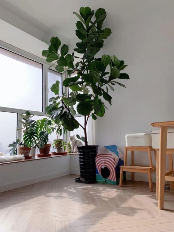 View - 5 cây xanh thích hợp đặt trong phòng khách không chỉ mang ý nghĩa tốt, hình dáng cây đẹp mà còn tạo không khí trong sạch