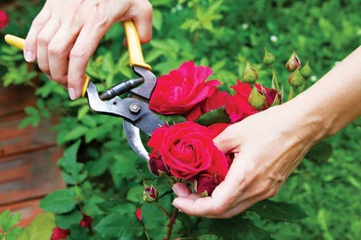 hoa hồng, hoa cẩm tú cầu, trồng cây 