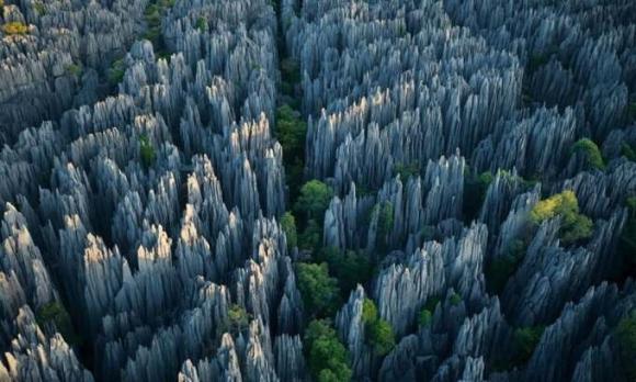 Tsingy, Rừng đá Bemaraha 