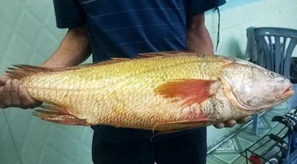 Cá sủ vàng, Cá đắt nhất thế giới, kiến thức
