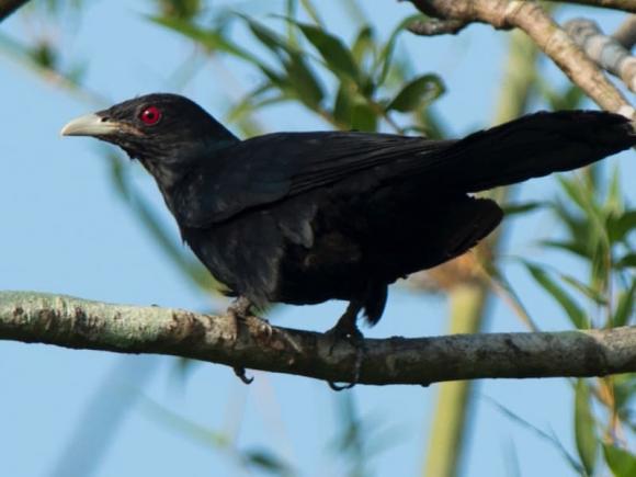 View - Nham hiểm, độc ác và rất vô trách nhiệm, loài chim này được mệnh danh 'lưu manh' nhất Việt Nam
