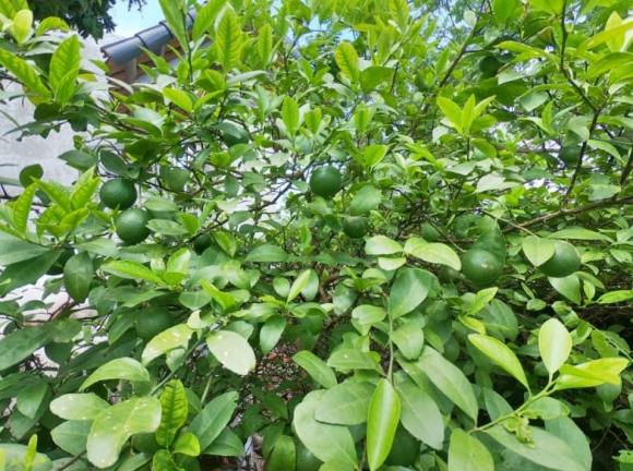 lá chanh, lá chanh ở nước ngoài, lá chanh bao nhiêu tiền, kiến thức 