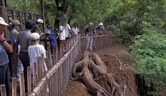 sinh vật bí ẩn, ấn độ,  rồng Komodo