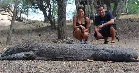 sinh vật bí ẩn, ấn độ,  rồng Komodo