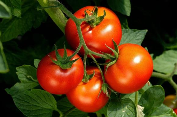 Cà chua, tác dụng của cà chua, cà chua dùng chữa bệnh
