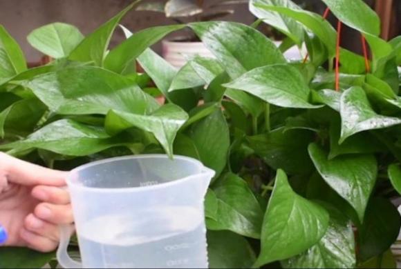 cây trầu bà, cây cảnh