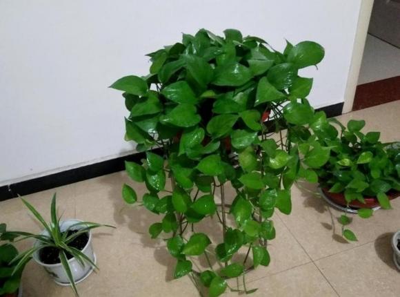 cây trầu bà, cây cảnh