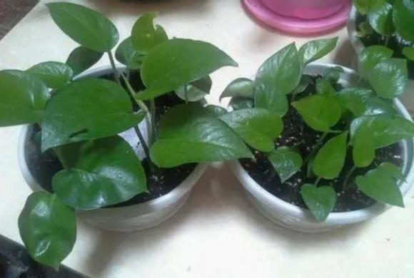 cây trầu bà, cây cảnh