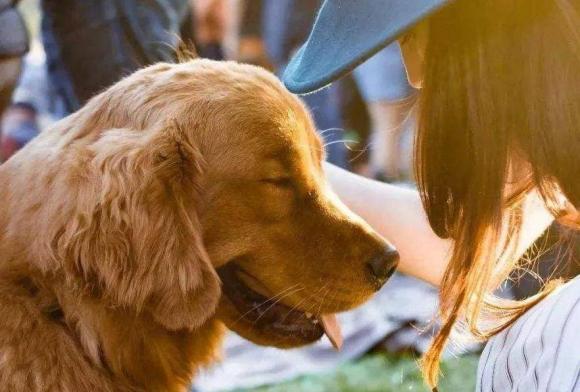 nuôi chó, phụ nữ nuôi chó, nuôi chó đực, kiến thức 