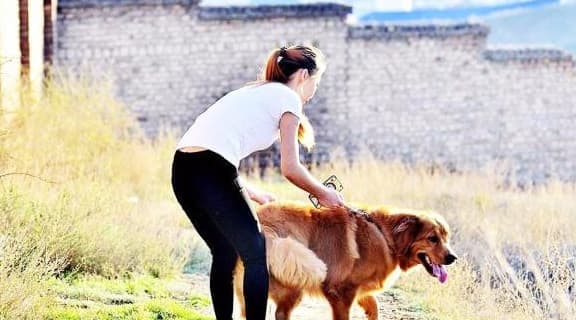 nuôi chó, phụ nữ nuôi chó, nuôi chó đực, kiến thức 