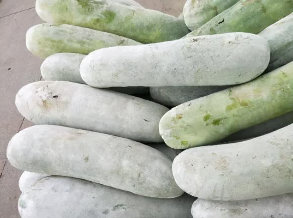 bí đạo, chọn mua, chọn mua bí đao, bí đao vỏ xanh đậm, quả bí đao