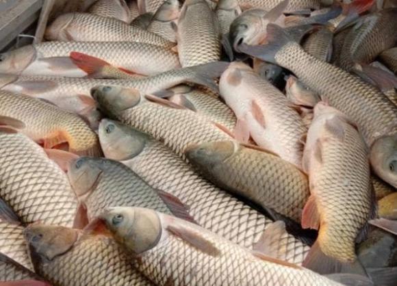 mua cá, cá chứa kim loại nặng, an toàn thực phẩm