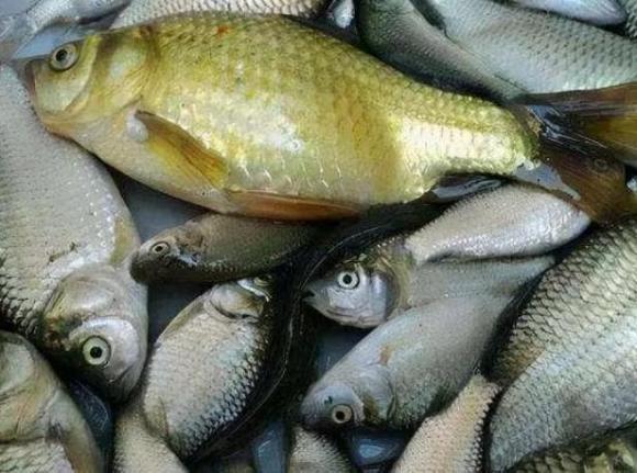 mua cá, cá chứa kim loại nặng, an toàn thực phẩm