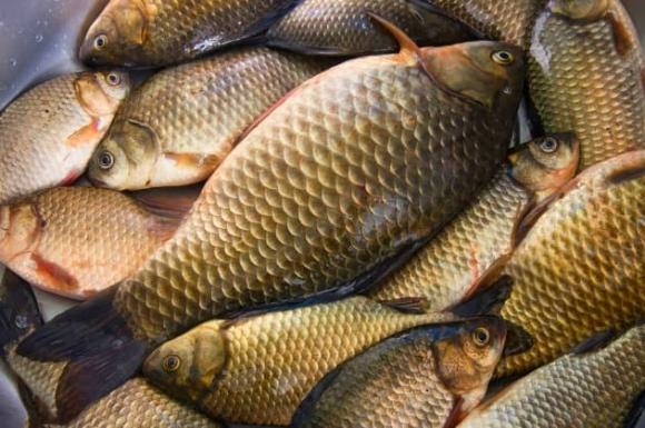 món ăn từ cá, lợi ích của việc ăn cá, cách nấu canh cá