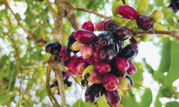 Đặc sản tây bắc, cây sổ, trái sổ