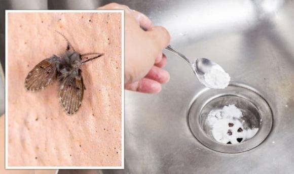 đổ muối, cống thoát nước, vệ sinh cống thoát nước, kiến thức 