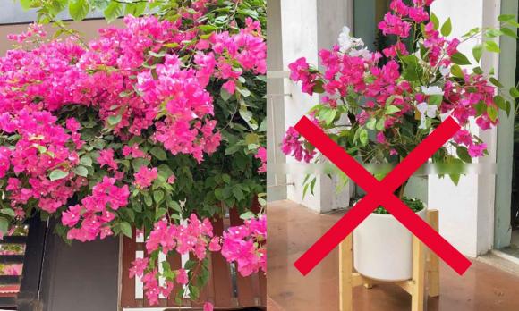 hoa giấy, chăm cây hoa giấy, kiến thức 