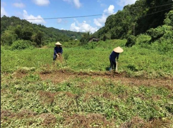 Thạch đen, thạch đen làm từ cây gì, công thức làm thạch đen