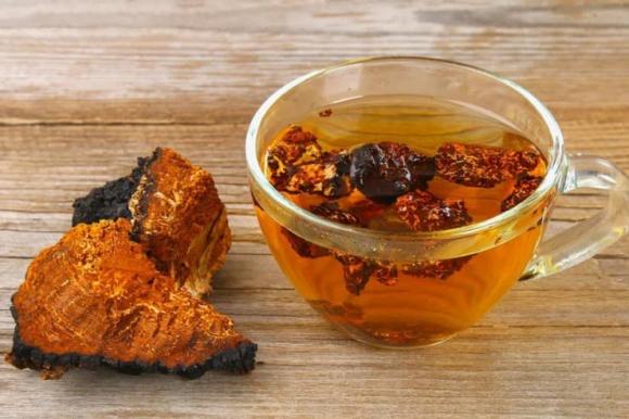 Nấm chaga, công dụng của nấm chaga, giá bán nấm chaga