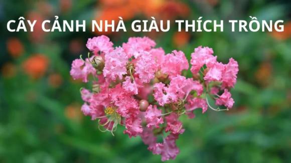 Cây tường vi, cây tường vi trong phong thủy, phong thủy nhà ở