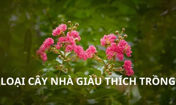 Cây phong thủy, loại cây đặt trong phòng ngủ, phong thủy phòng ngủ