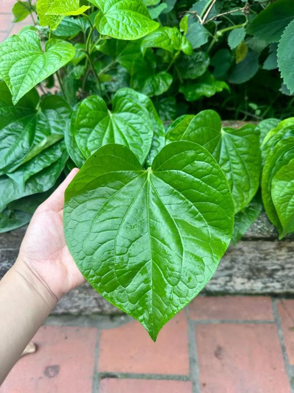 chả lá lốt, cách làm chả lá lốt, món ngon 