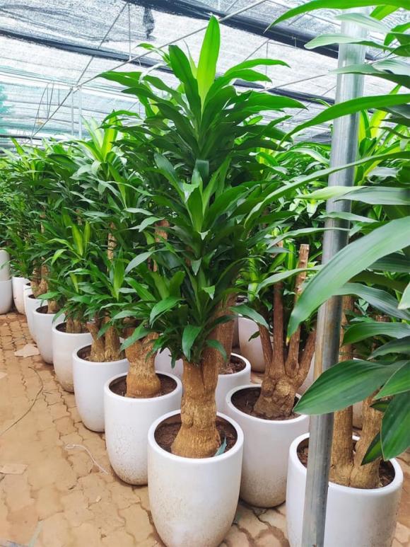 Thiết mộc lan, cây phong thủy, trồng Thiết mộc lan trước nhà