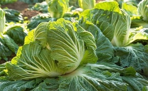 Cải thảo, mẹo chọn cải thảo ngon, cách nhận biết 2 loại cải thảo