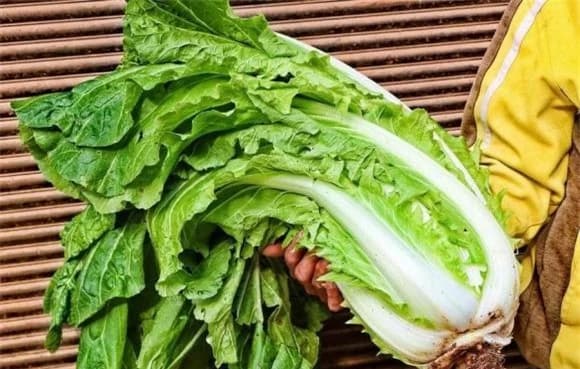 Cải thảo, mẹo chọn cải thảo ngon, cách nhận biết 2 loại cải thảo