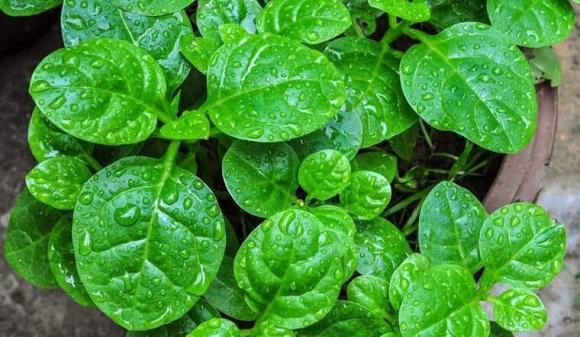 Rau mùa hè, rau muống, rau dền, rau mồng tơi
