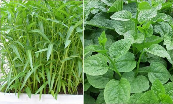 Rau cải xanh, tác dụng của rau cải xanh, mẹo ăn rau cải