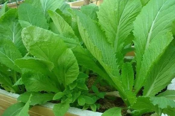 Rau cải xanh, tác dụng của rau cải xanh, mẹo ăn rau cải