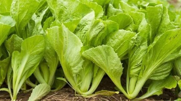 Rau cải xanh, tác dụng của rau cải xanh, mẹo ăn rau cải