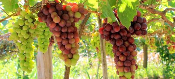 Tỉnh ít mưa nhất cả nước, Việt Nam, Ninh Thuận, Địa lý