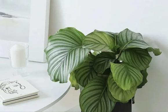 cây cảnh, cây chịu bóng mát