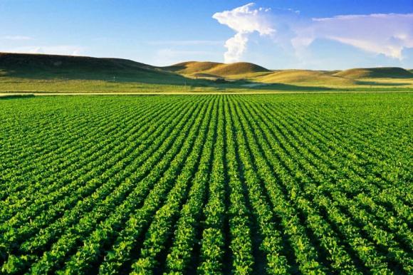 Đất nông nghiệp, đền bù đất nông nghiệp, quy định mới về đất nông nghiệp