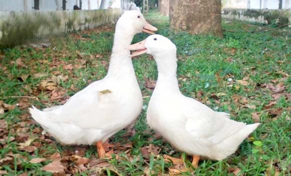 chọn vịt, cách chọn vịt, tết đoan ngọ, làm sao 
