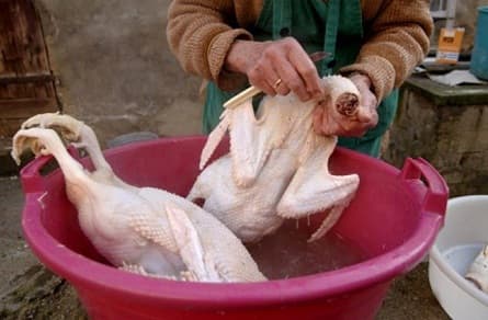 chọn vịt, cách chọn vịt, tết đoan ngọ, làm sao 
