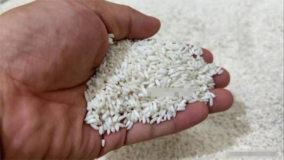 gạo nếp, gạo nếp hạt tròn, gạo nếp hạt dài
